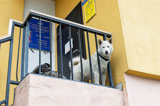 Хозяин ответит за собаку