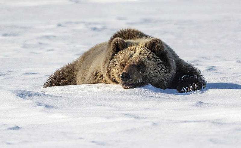 Пробуждение хозяина тундры