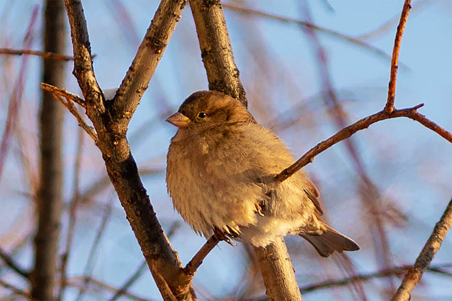 Воробьи на краю земли