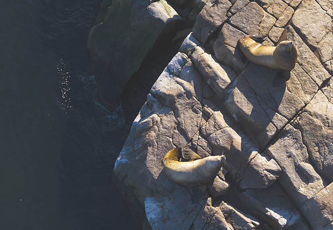 Морские львы предпочитают север