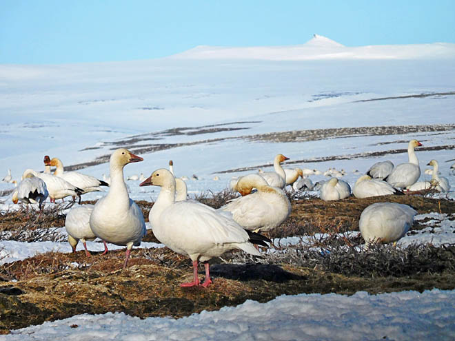 Подъёмы  и падения  белого гуся