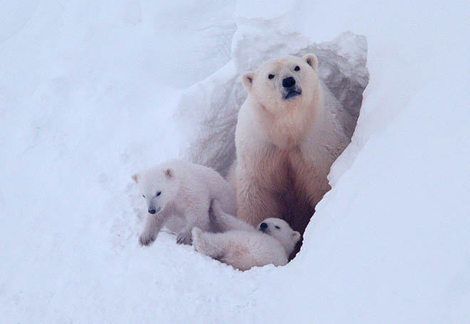 В меняющейся Арктике