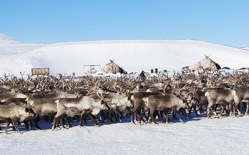 Обновили поголовье племенными