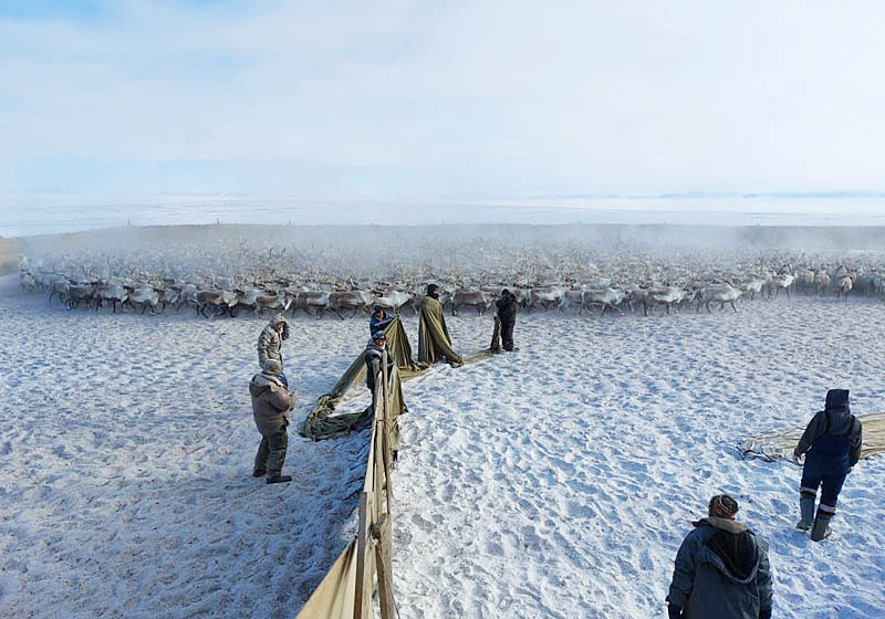 В стадах по головам считают