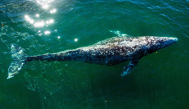 Без ущерба для биоразнообразия