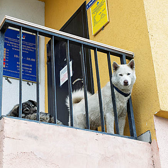 Хозяин ответит за собаку