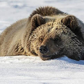 Пробуждение хозяина тундры