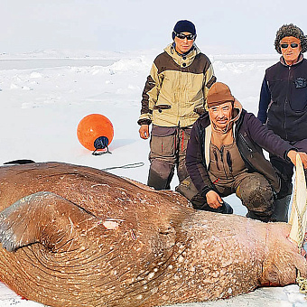 Открыли счёт моржам