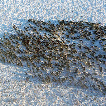 Маршрутами «дикаря»