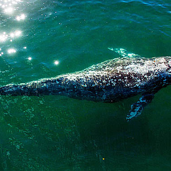 Без ущерба для биоразнообразия