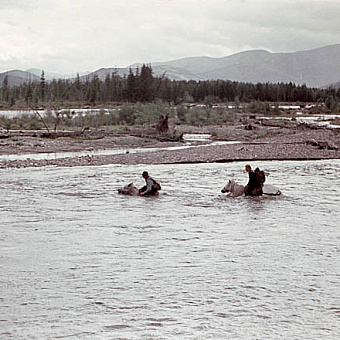 Как кони трудились с людьми